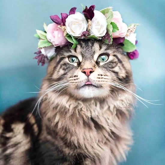 Photos of Cats With Floral Crowns