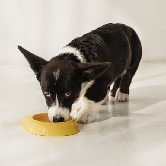 How Many Times a Day Should I Feed My Puppy?