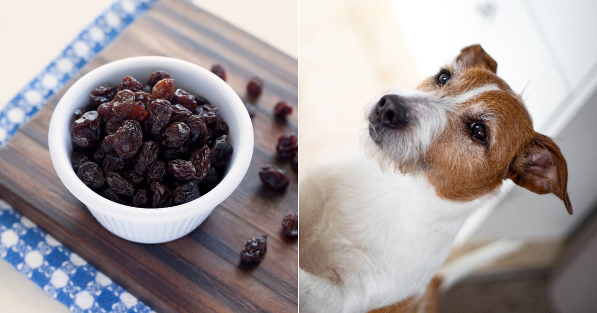 Can Dogs Eat Raisins? POPSUGAR Pets