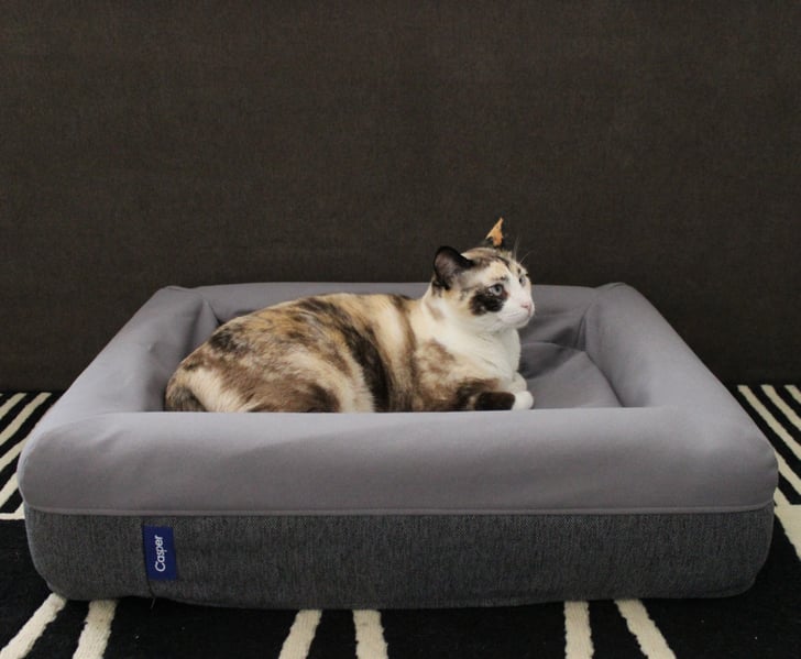 Jiji enjoying some downtime on the new mattress. | Casper ...