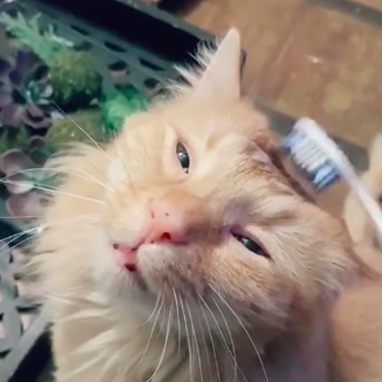 Watch How Cats React When They're Groomed With Toothbrushes