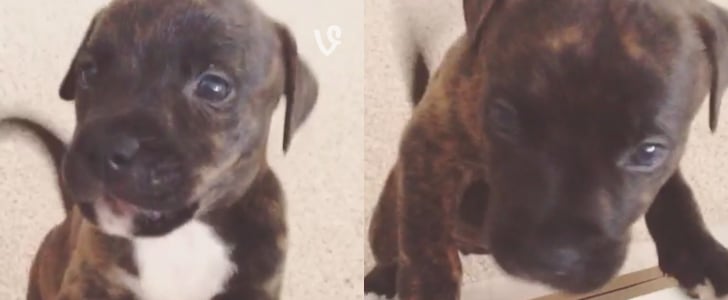 Jax the Pit Says Hello