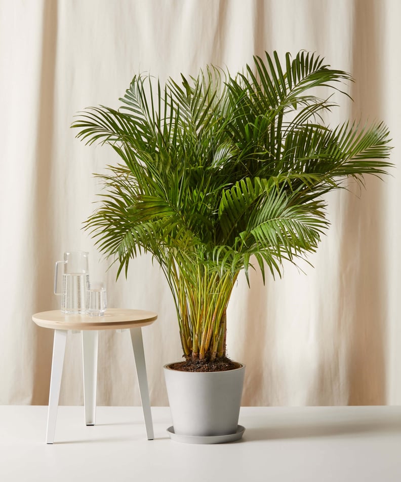 Bloomscape Areca Palm