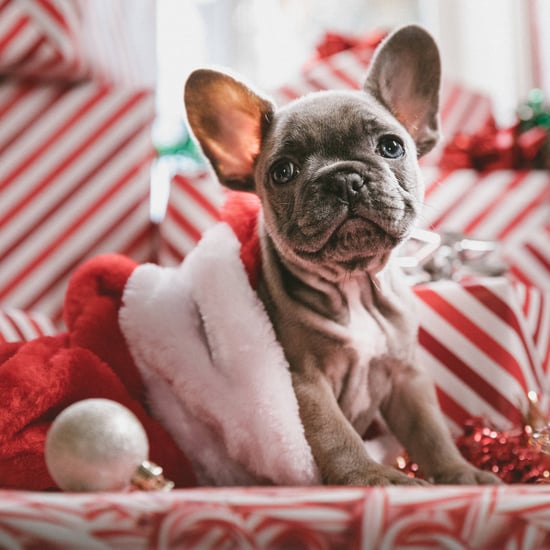 Trader Joe's Advent Calendar For Dogs