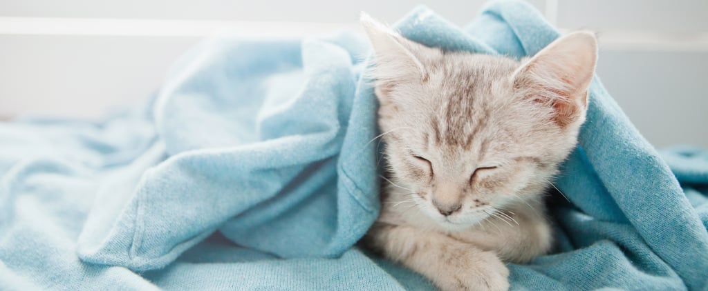 Why Does My Cat Suck on Blankets?