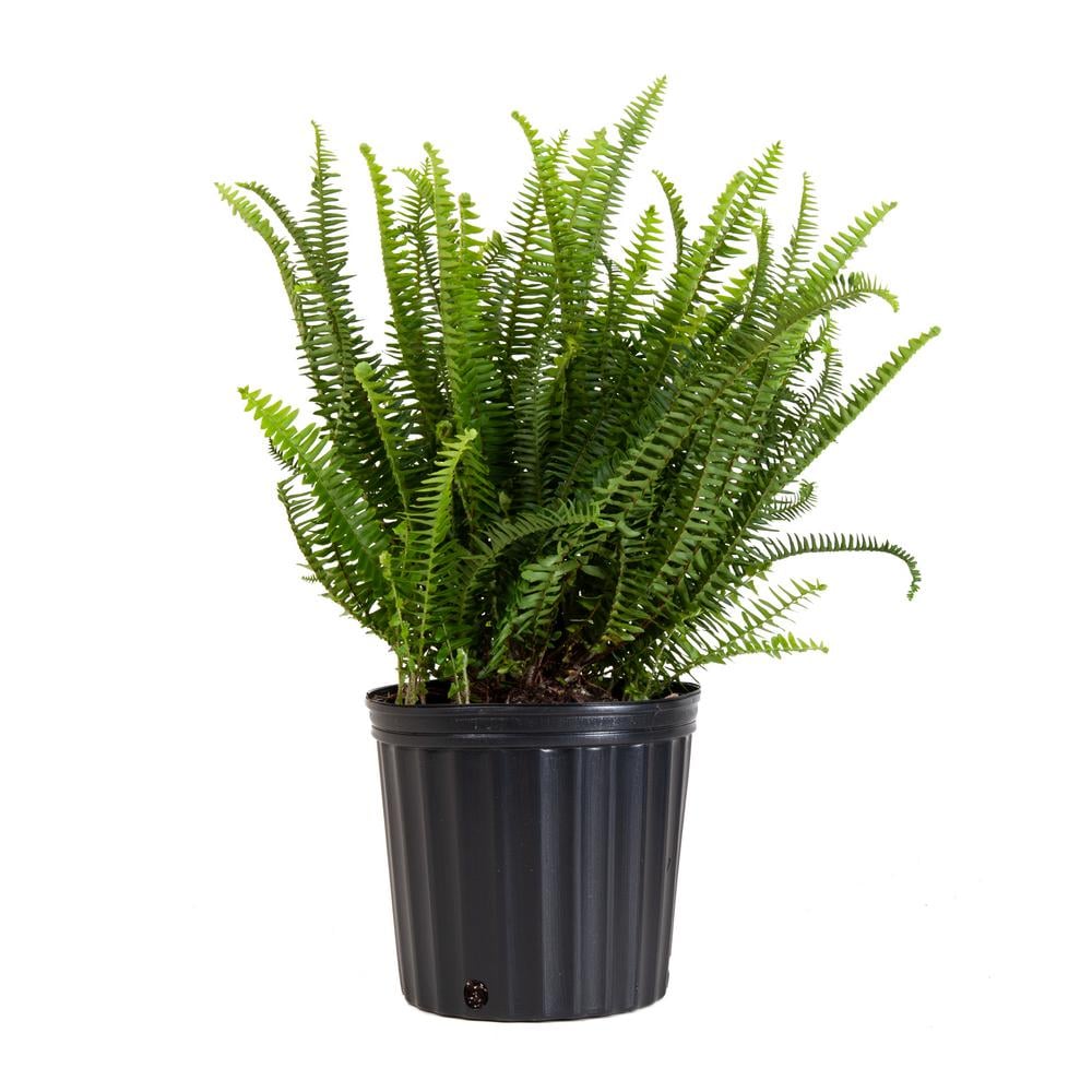 Kimberly Fern Plant