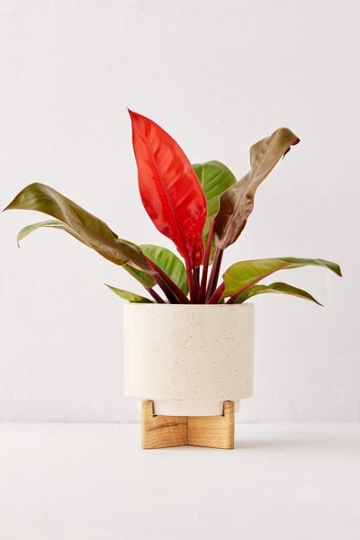 Cecily 10" Planter + Stand