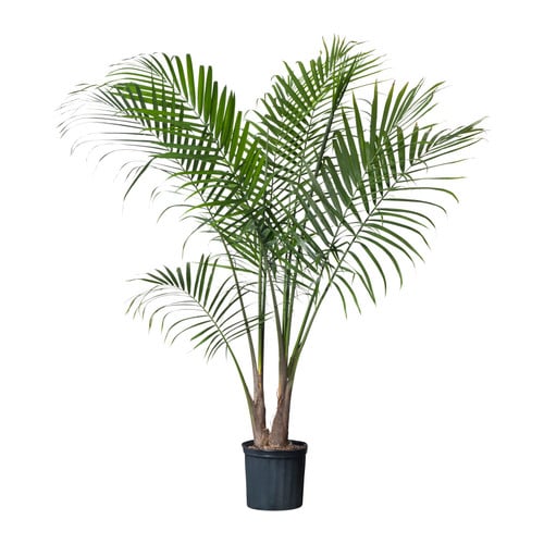 Majesty Palm Potted Plant ($15)