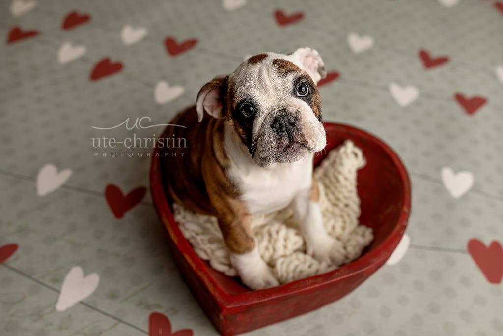 Newborn English Bulldog Puppy Photos For Valentine's Day