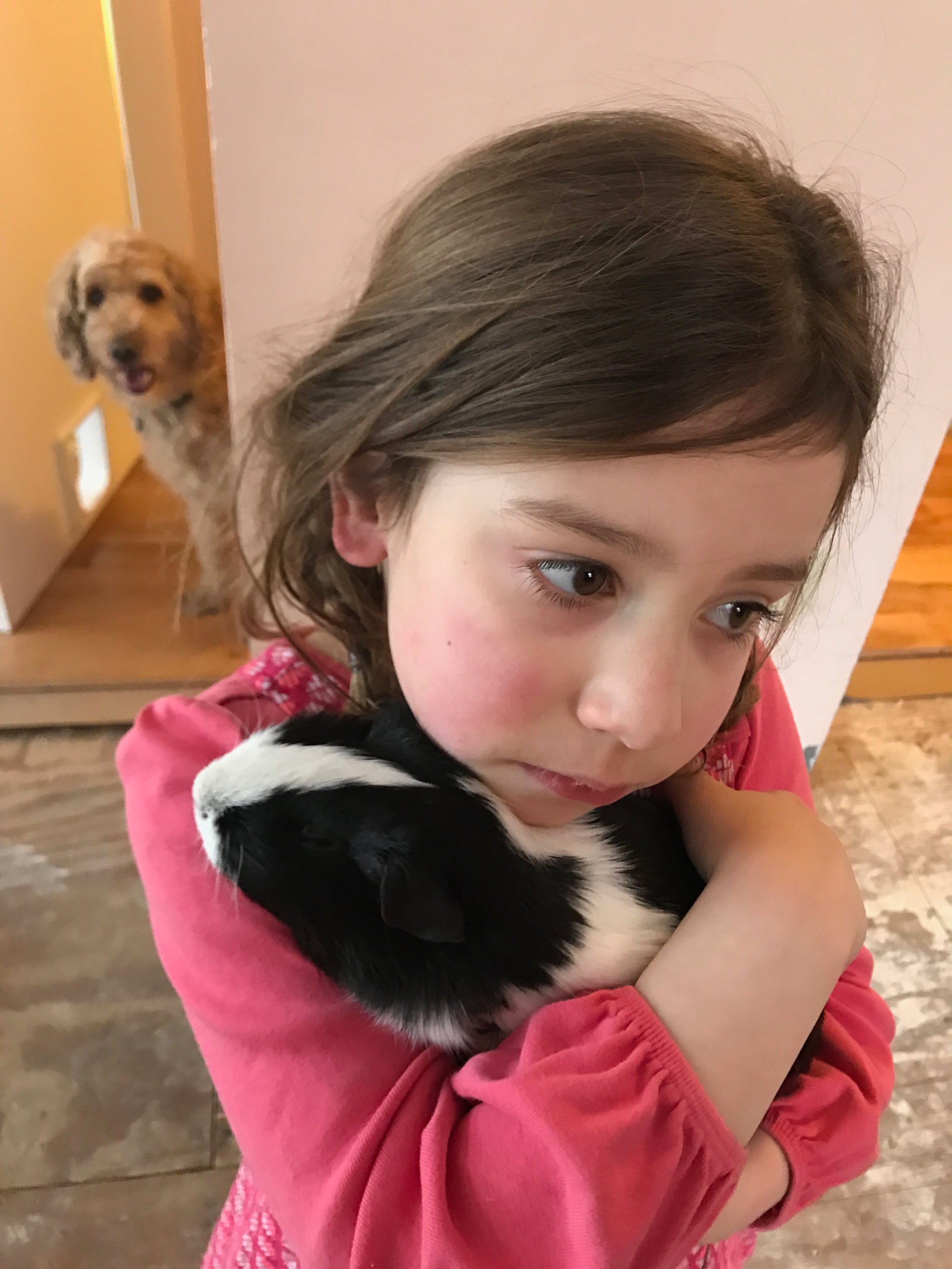 what to do with a dead guinea pig