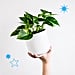 The Best Houseplants For Cold and Flu