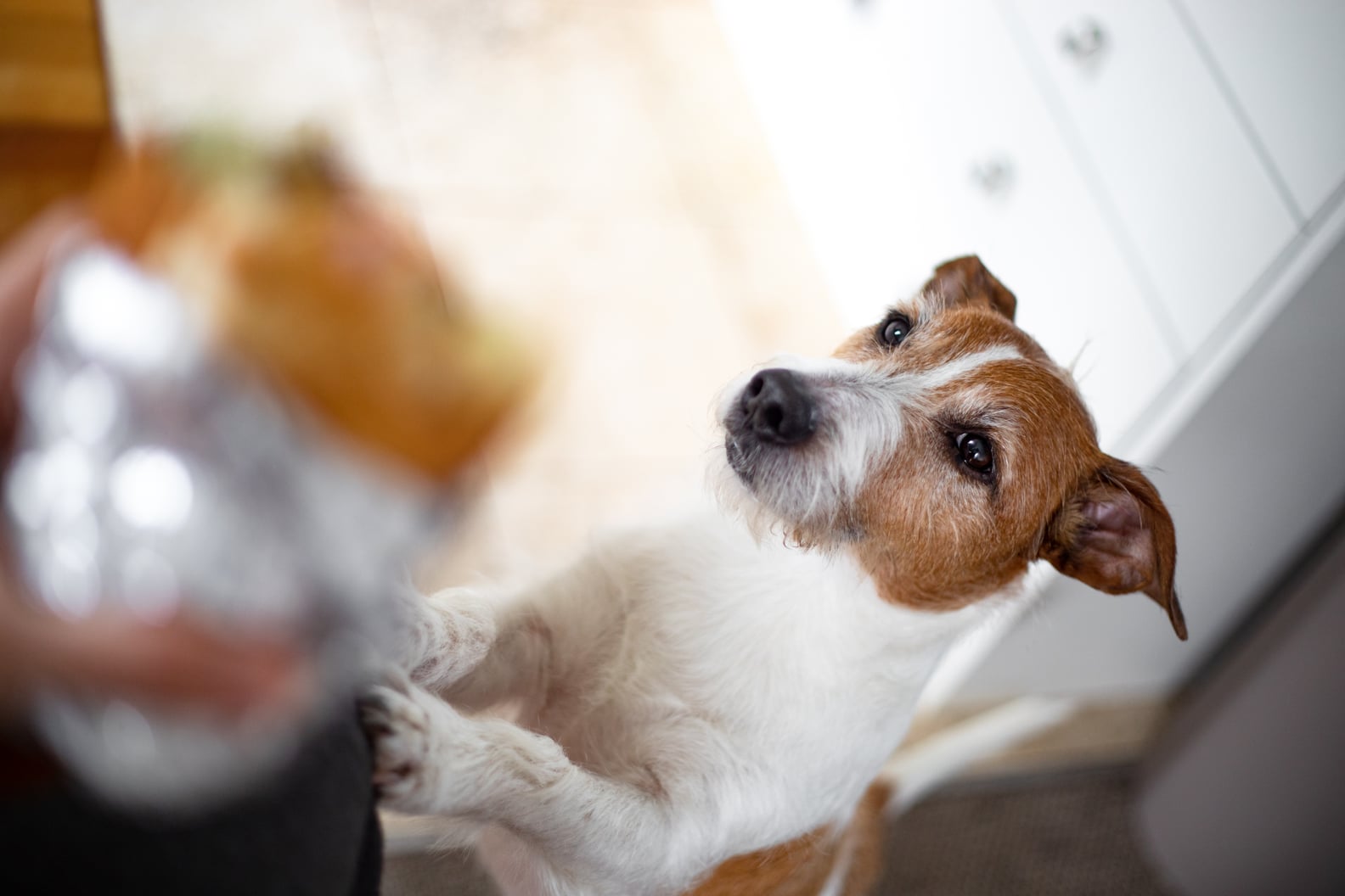 Can Dogs Eat Raisins? POPSUGAR Pets