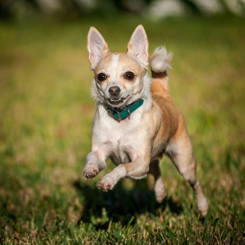 Cute Chihuahua Pictures | POPSUGAR Pets