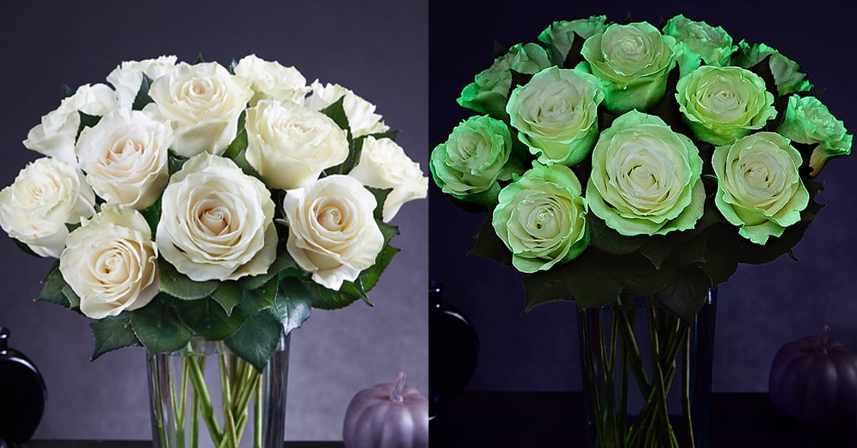 GlowintheDark Roses POPSUGAR Home