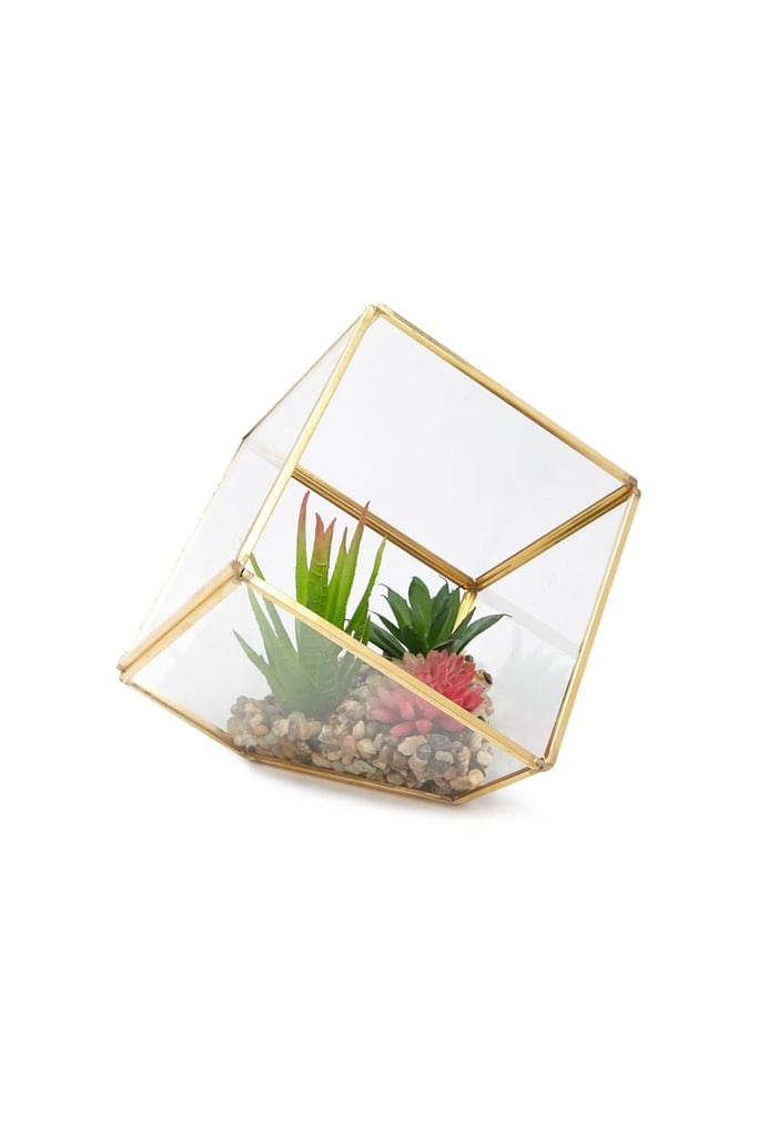 Succulent Cube Terrarium