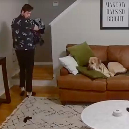 Viral Video of Dog Helping to Carry Laundry Upstairs