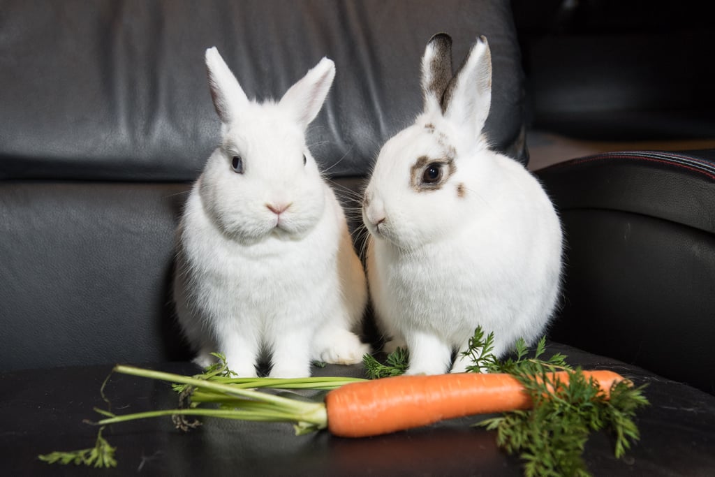 Rabbits Watching Peter Rabbit Cinema