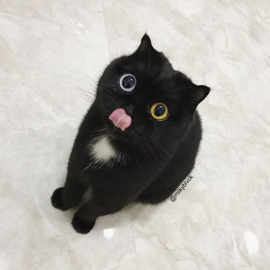 Pictures of Milk the Cat With 2 Different Colour Eyes