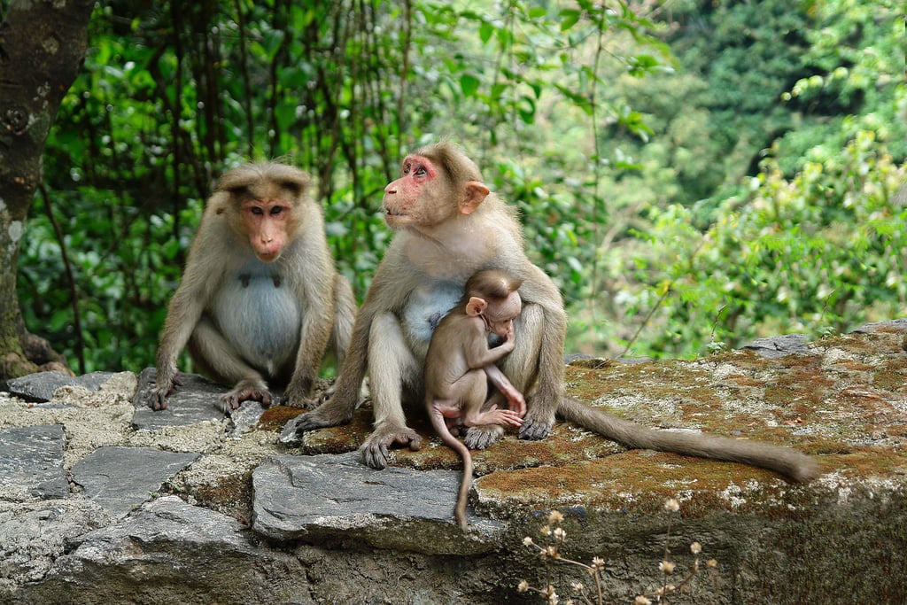 Humans evolved from monkeys.