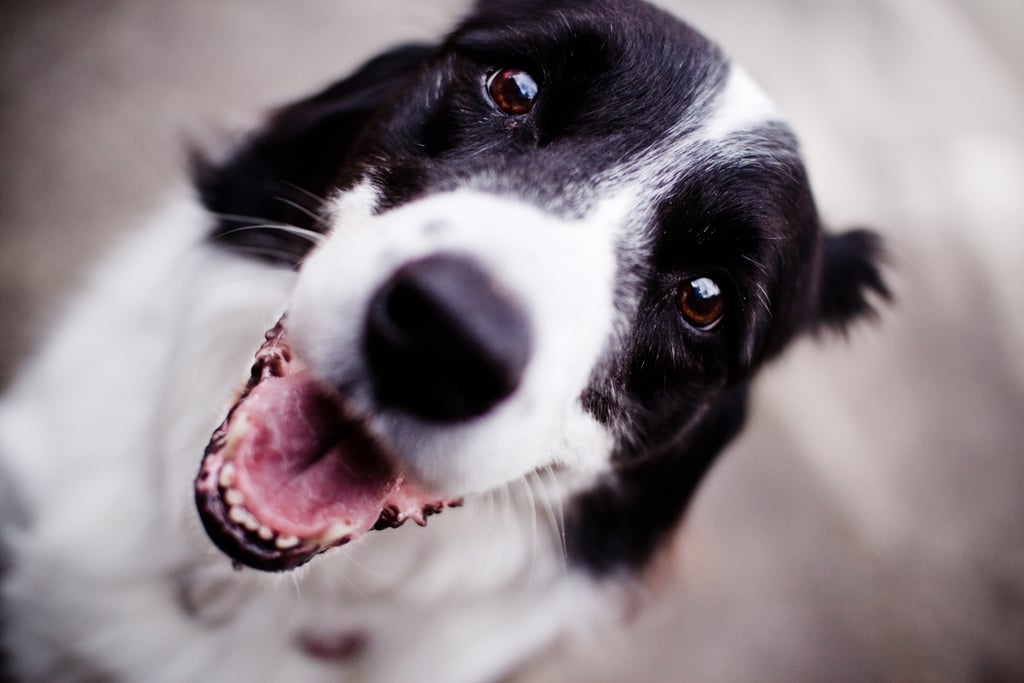 Cute Pictures of Border Collies | POPSUGAR Pets Photo 42