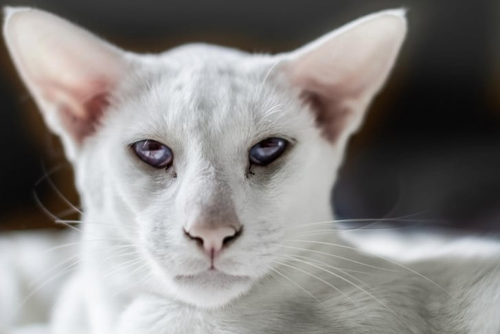 Siamese Cat Facts Popsugar Pets