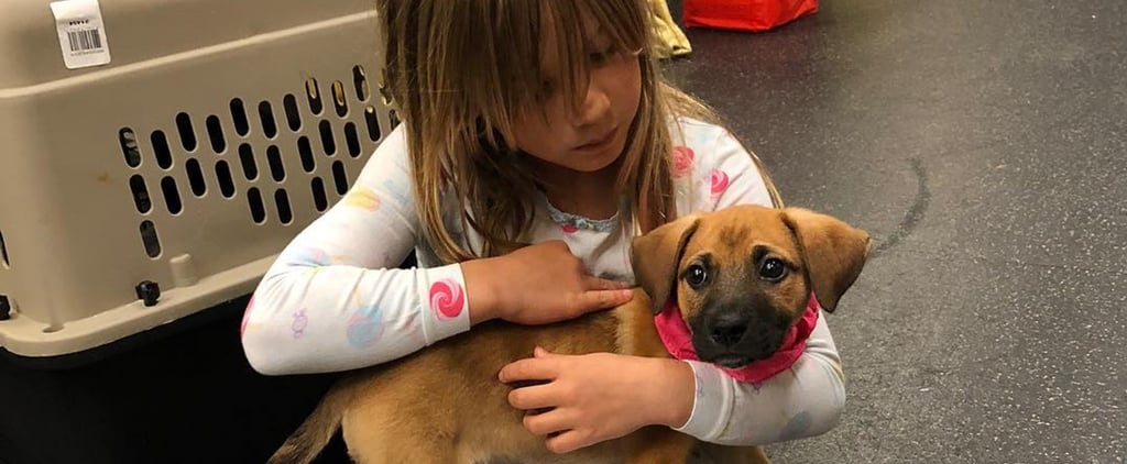 Pink Rescues Dog Named Nash March 2019