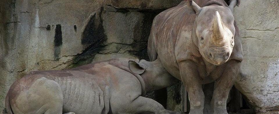 Comments on Rhino Breastfeeding at Cincinnati Zoo