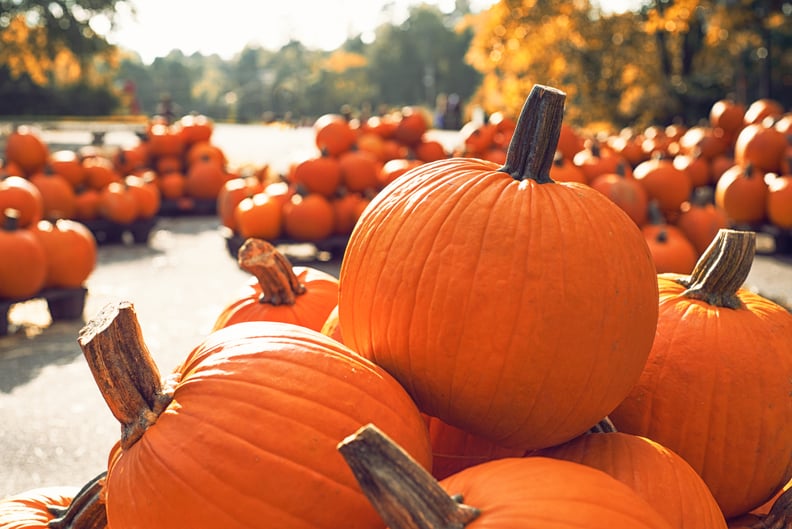 Fall Date Idea: Visit the Pumpkin Patch