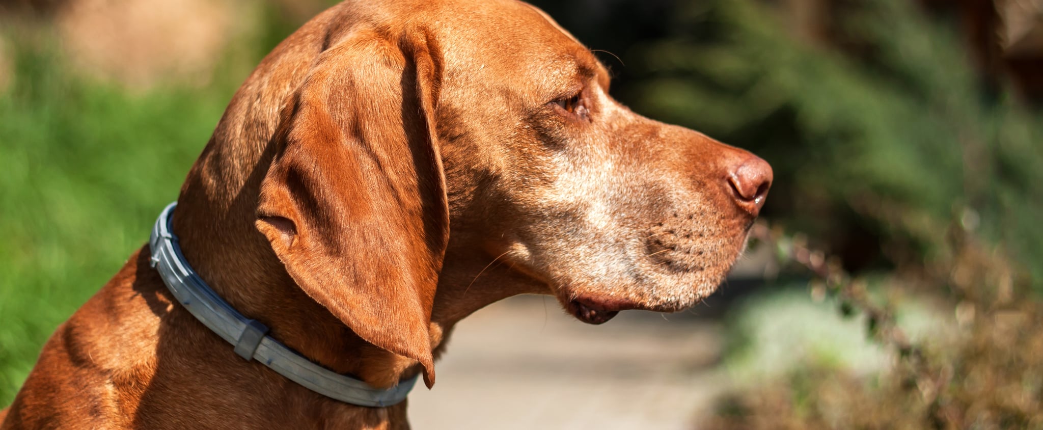 dog eats flea collar