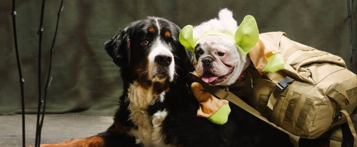 Dogs Dressed as Star Wars Characters