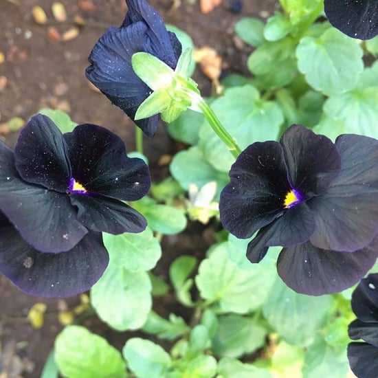 Black Flowers