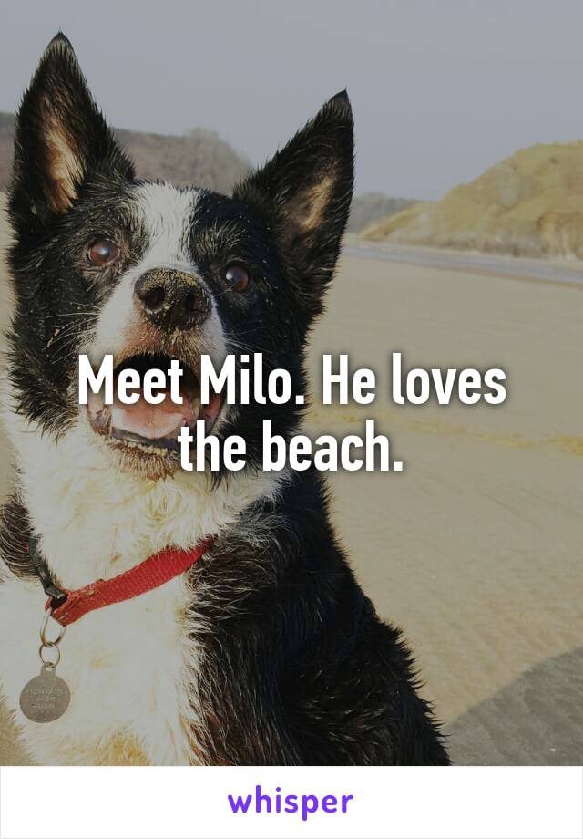 Dogs Cats And Other Pets Dog Lovers Get Real About Their