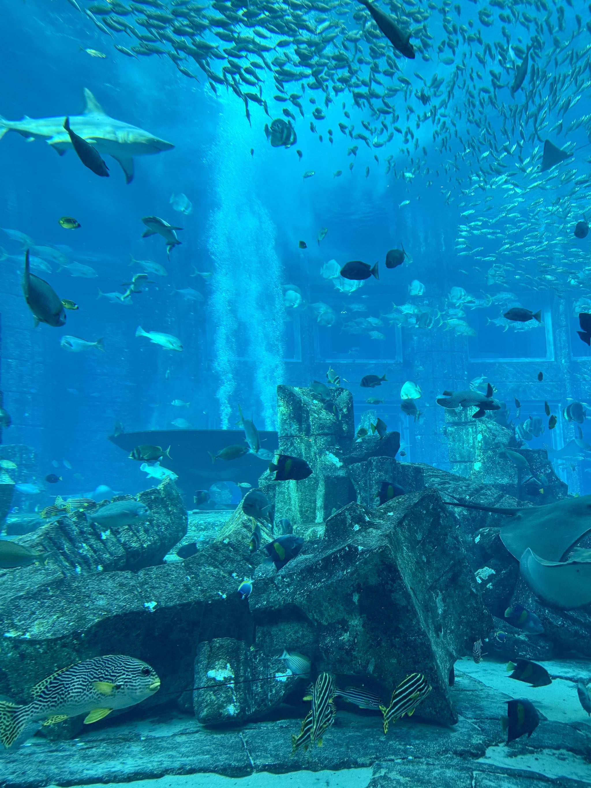 The Lost Chambers Aquarium at Atlantis, The Palm