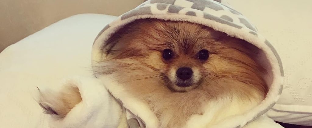 Cute Photos of Dogs Wearing Robes