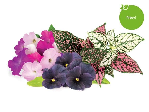 Vibrant Flower 9-Pack of Plant Pods
