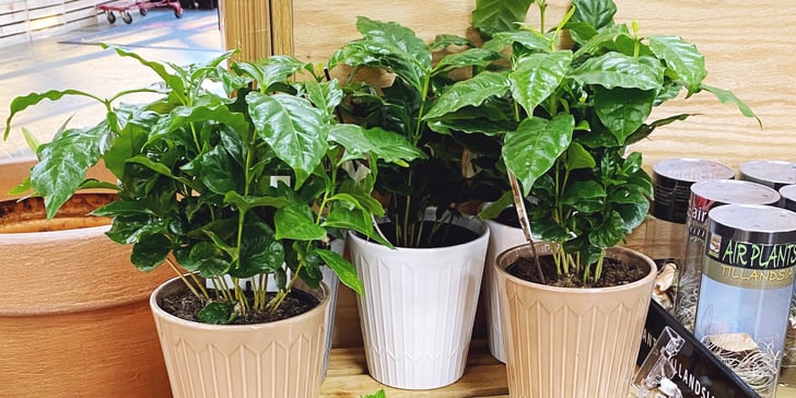 Coffee Plants For Sale at Trader Joe's POPSUGAR Home