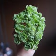 If Princess Belle Had a Garden, She'd Grow These Rose-Shaped Succulents