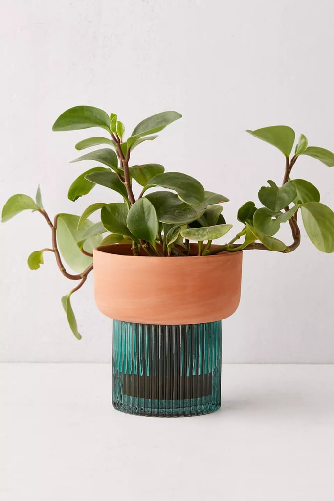 A Self-Watering Planter: Izzie Self-Watering Planter