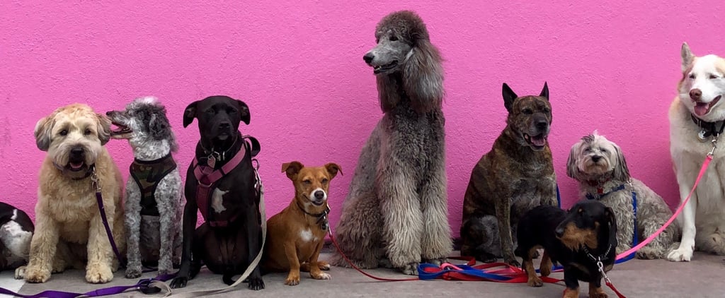The Best Dog For Each Zodiac Sign
