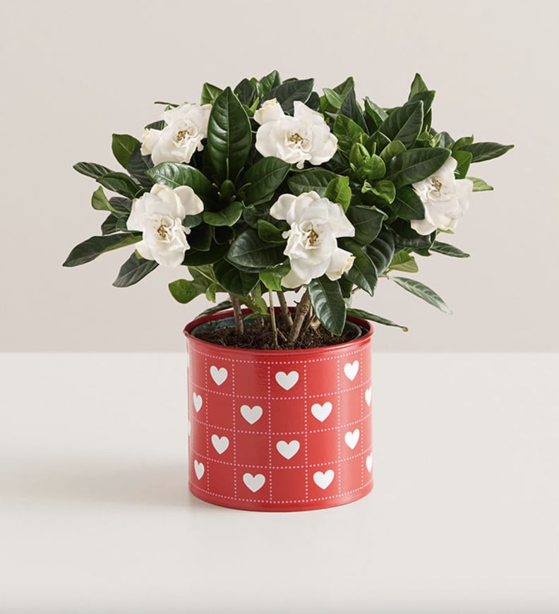 Valentine's Day Gifts For Yourself: A Flower Bouquet