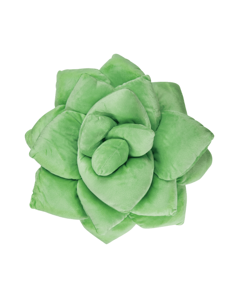 plush succulent
