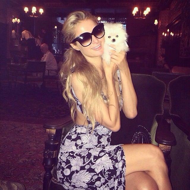 Paris Hilton's Pomeranian Puppy | Instagram Pictures