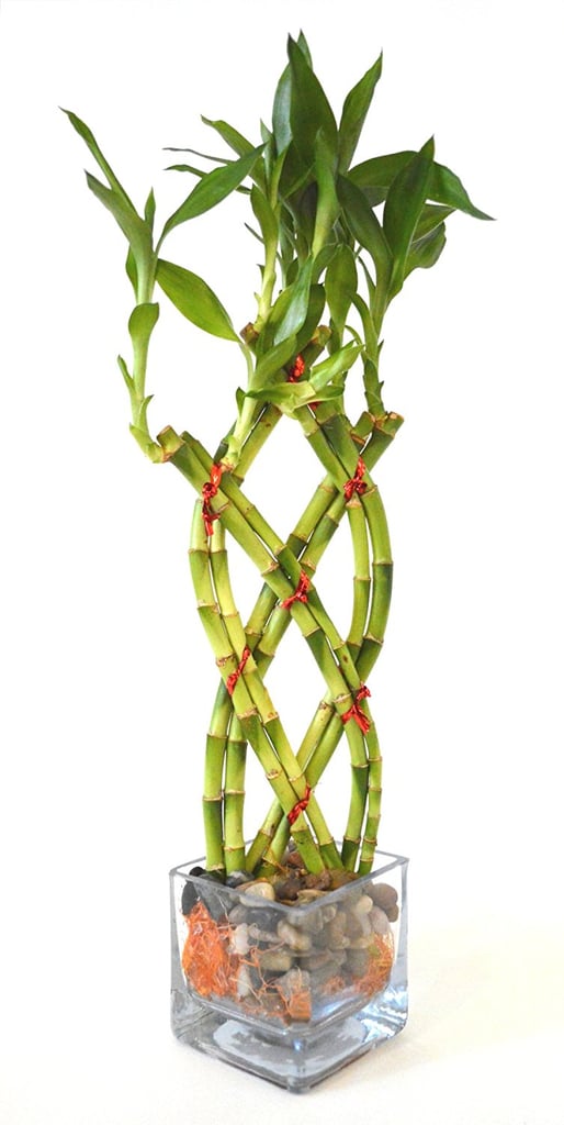 Plants on Amazon | POPSUGAR Moms