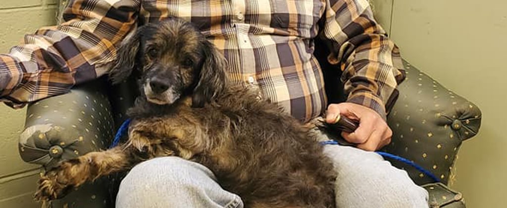 Man Looking For Older Dog Adopts a 13-Year-Old Dachshund