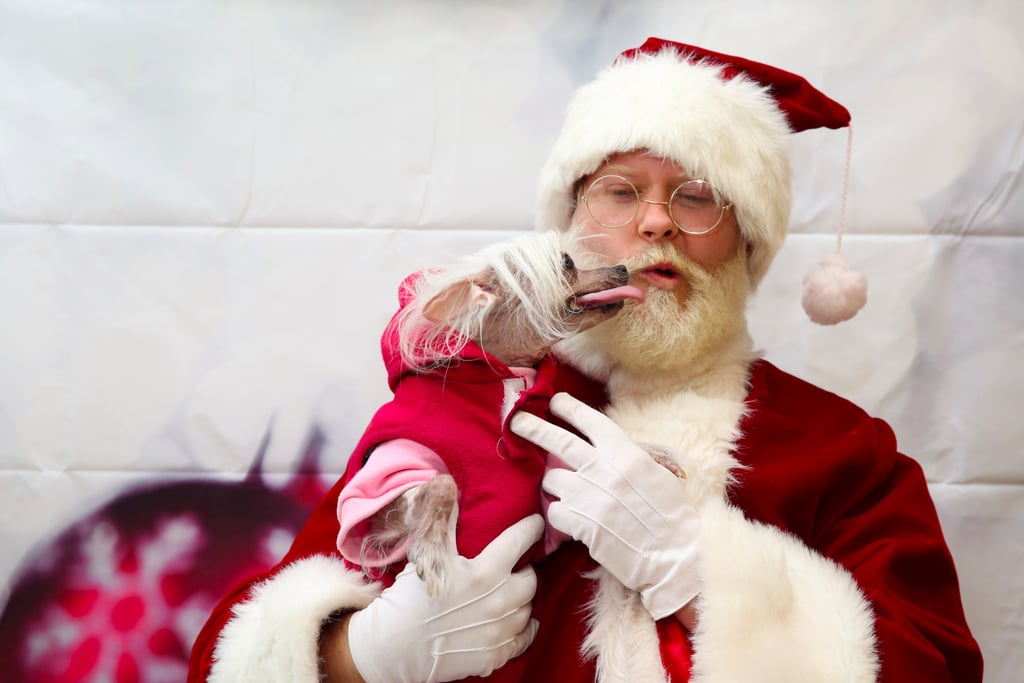 Pets Meeting Santa