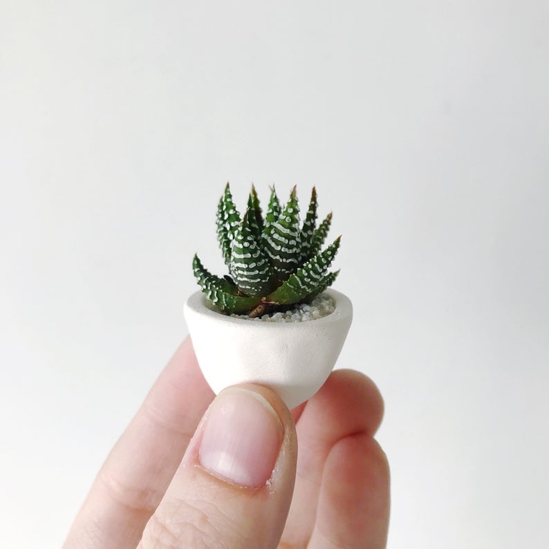 Felix Mini Succulent and Mini Planter