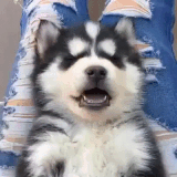 Puppy Gifs Popsugar Pets