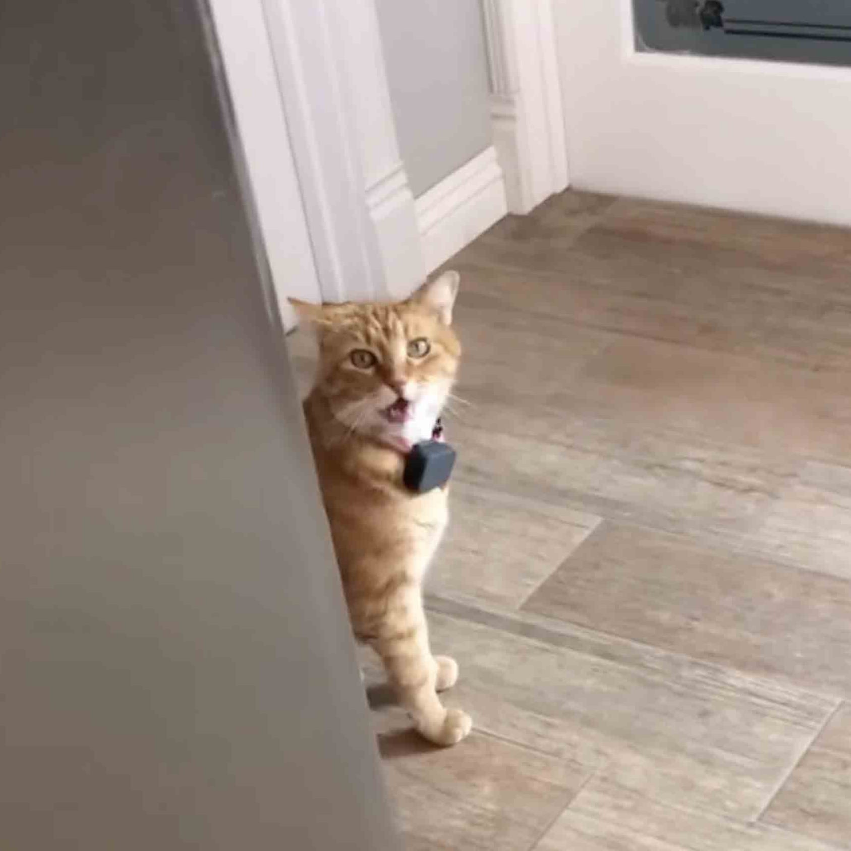 Tiktok Video Of A Cat Meowing Well Hi In A Southern Accent
