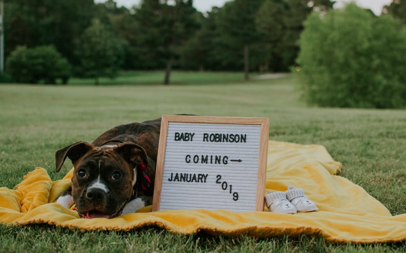 Picnic Pup