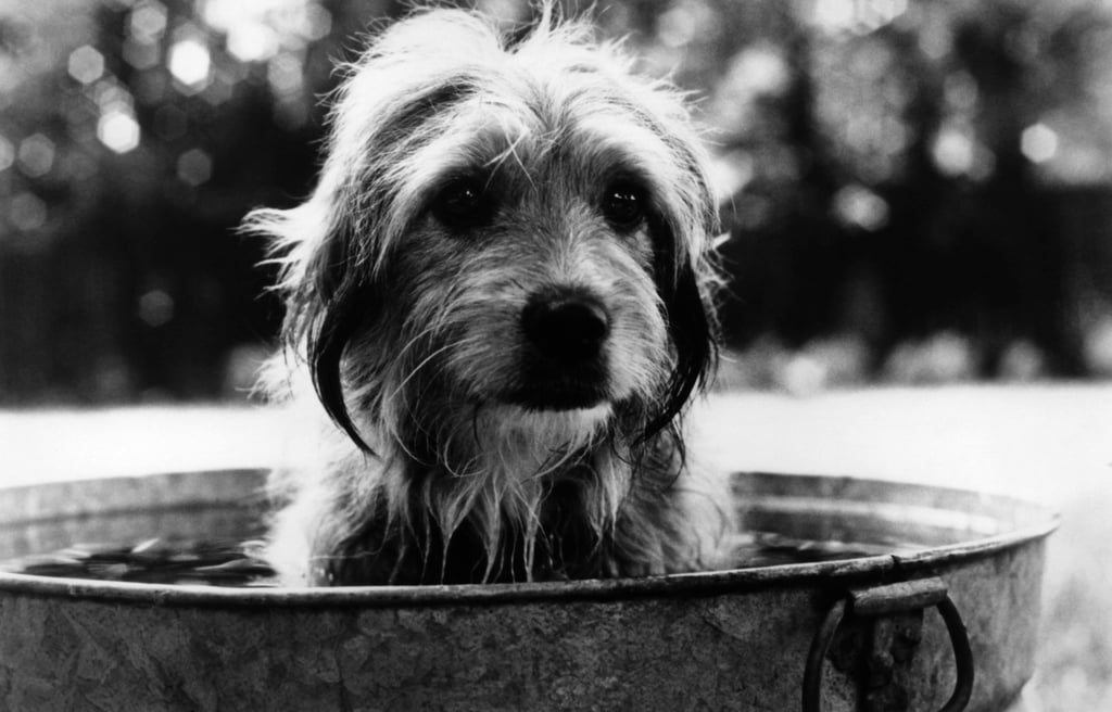 Benji (1974)